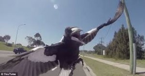 Magpie attack