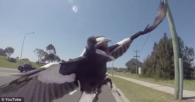 magpie attack while riding your bike