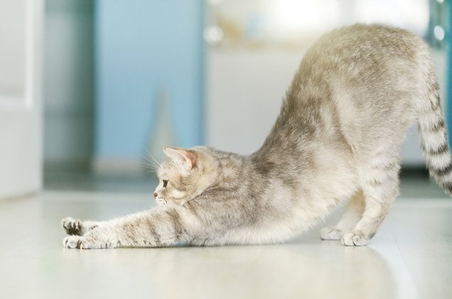 stretching for cyclists