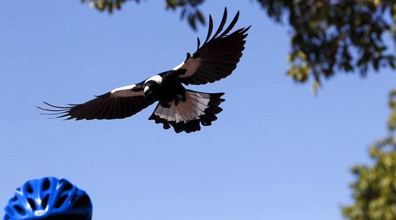 swooping Magpies attacking cyclists